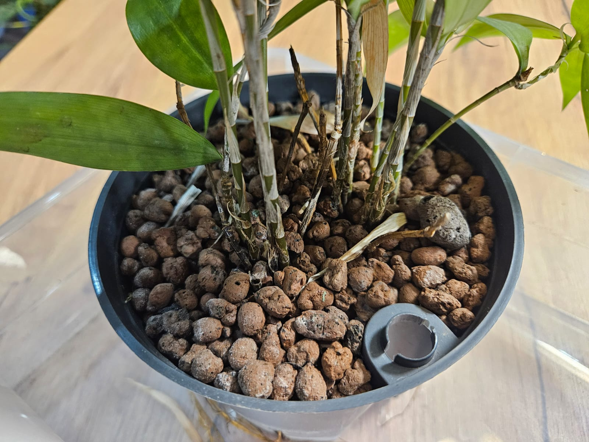 Большая часть черенков выглядят не очень