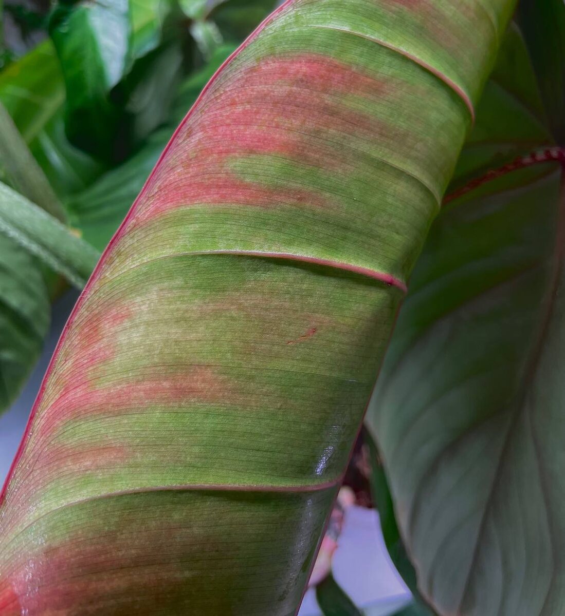 Филодендрон Бонус