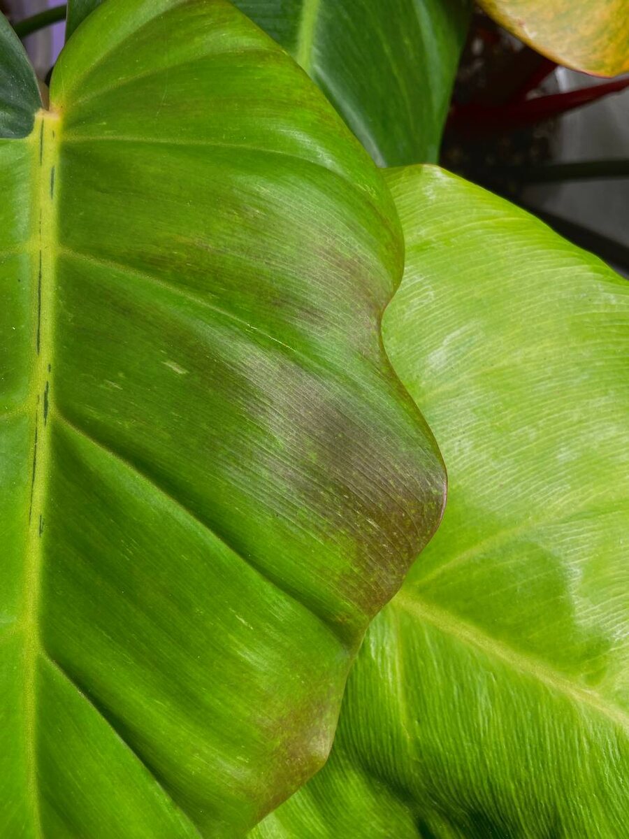 Филодендрон Пин Тонг