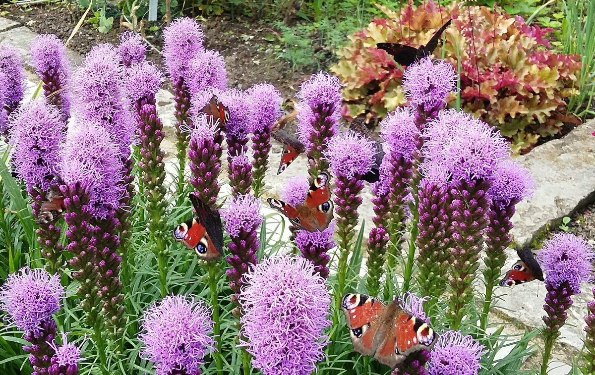 Сколько насчитали?))