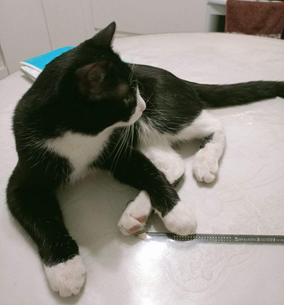 На столе, как король