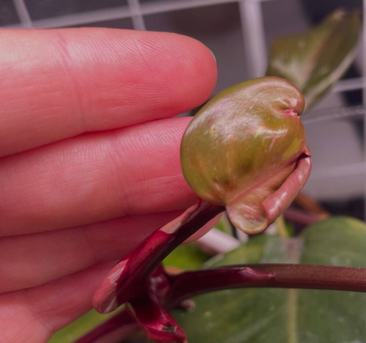 Деформированный лист филодендрона Ред Андерсон