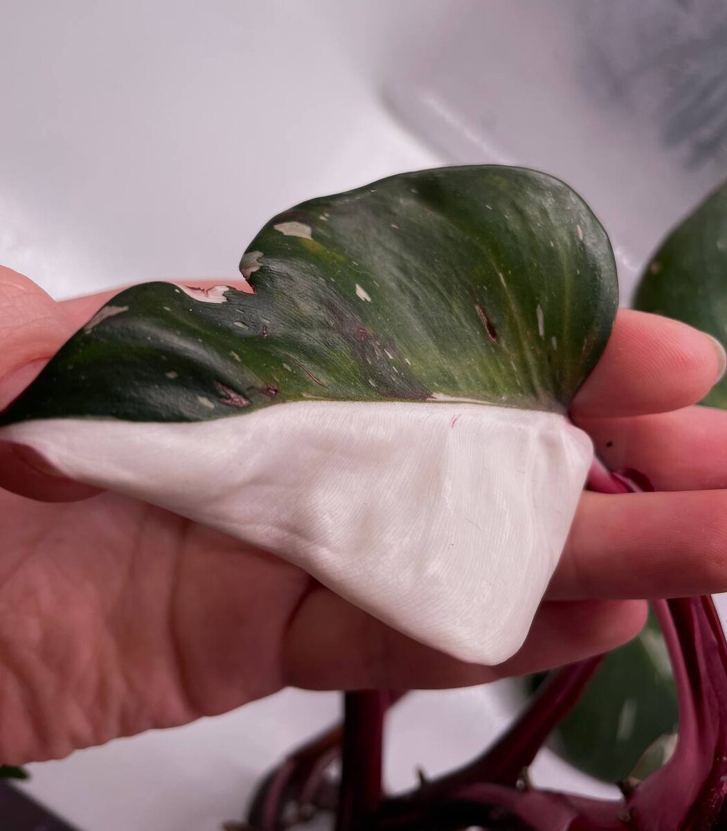 Деформированный лист филодендрона Ред Андерсон