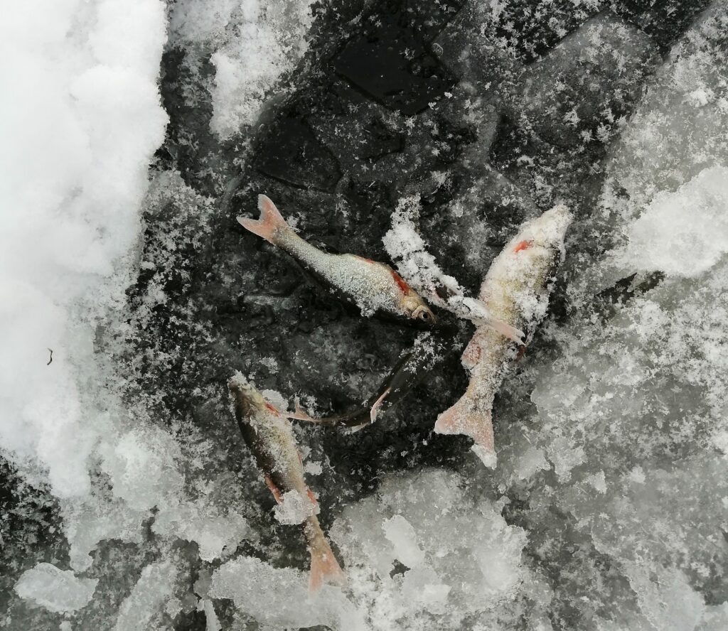 Первые улов гольяна.