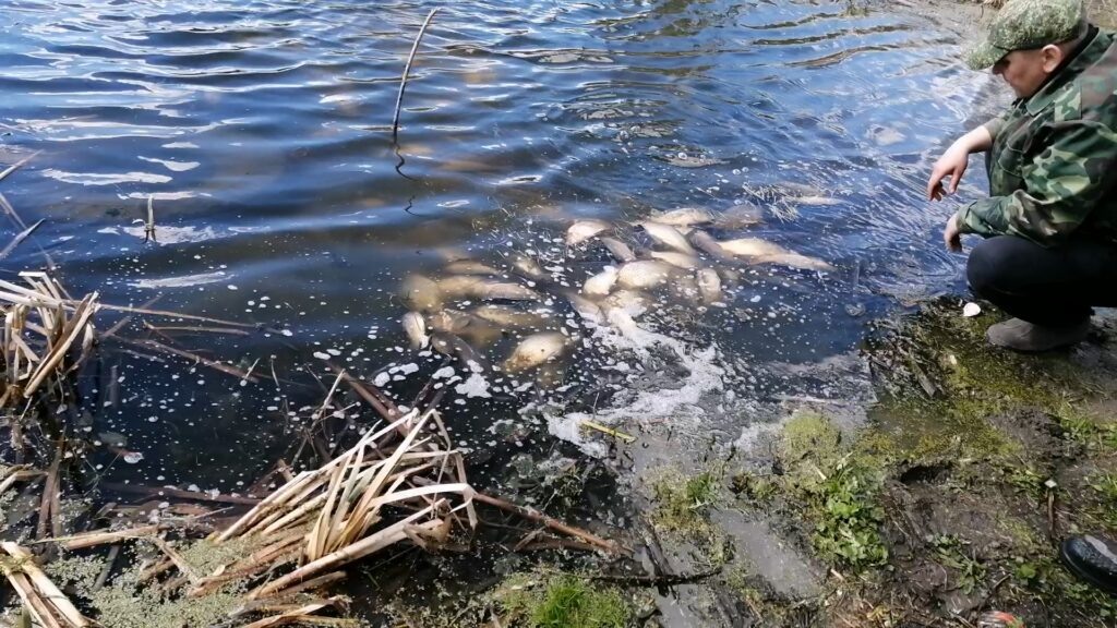 Запускаем карпов двухлеток.