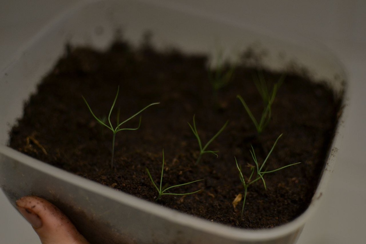 Сосны Банкса