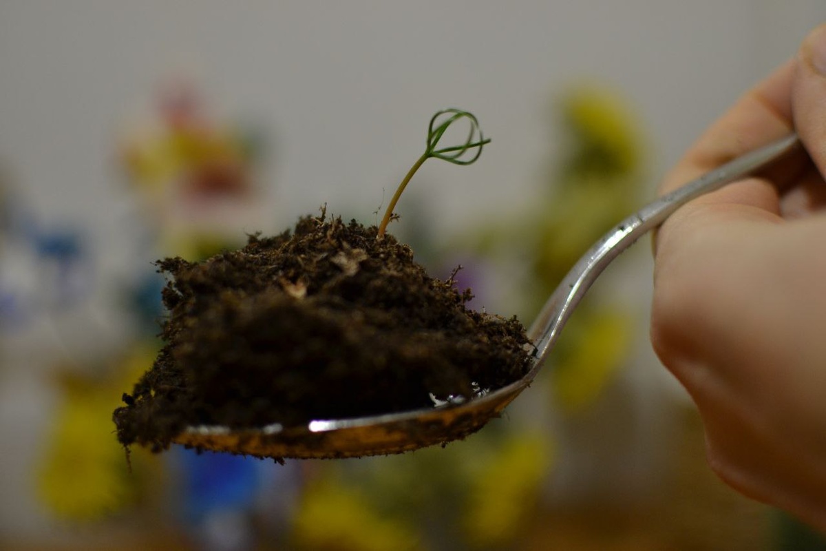 Молодой росток псевдотсуги, галерея, листайте.