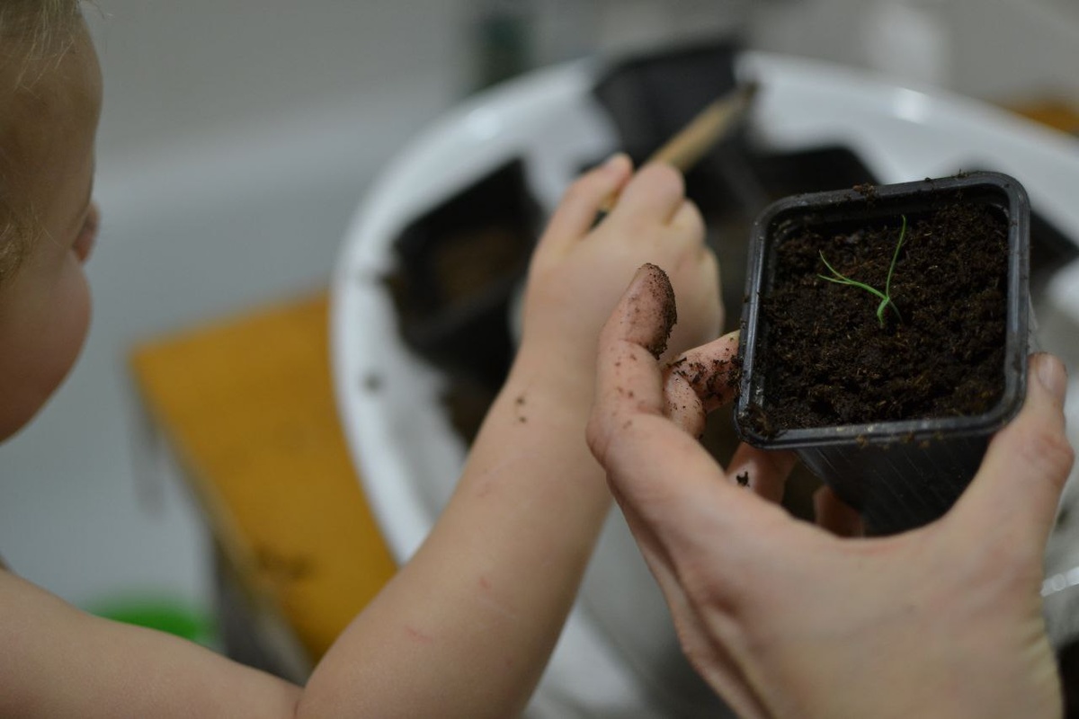 Сосна Банкса после рассаживания