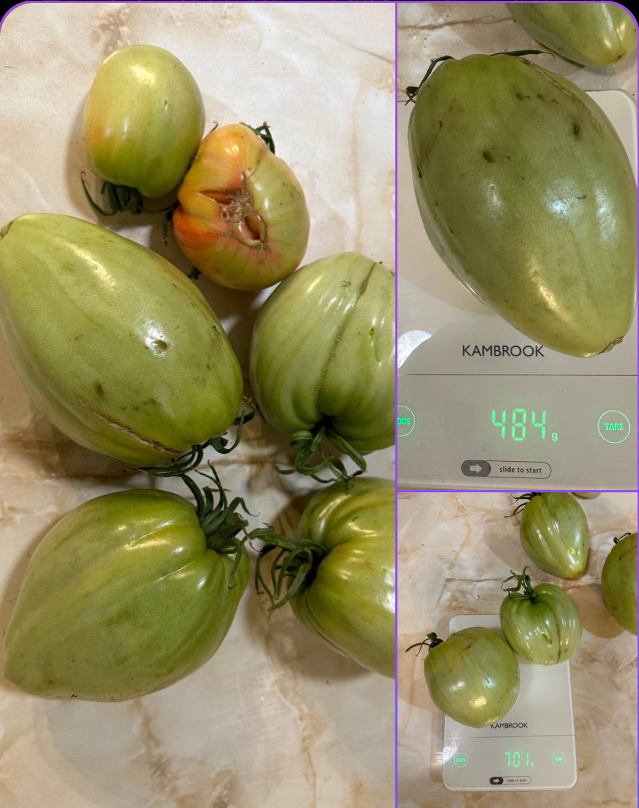 Томат рабочий выпуск пасты(РВП)