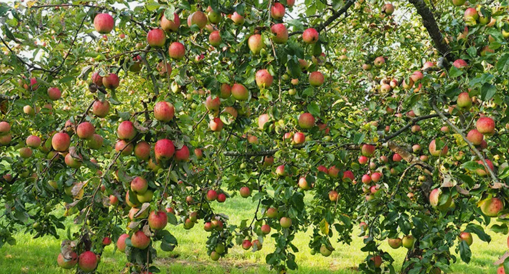 Выполняю весеннюю обрезку за 3 простых шага. Соседи по даче просят поделиться схемой формирования кроны