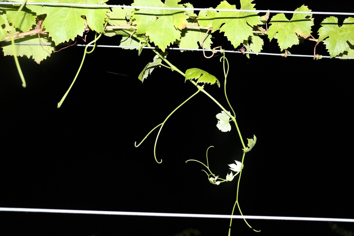 Ориби Каммпирр - Тогда погас весь мир вокруг © Copyright: Ориби Каммпирр