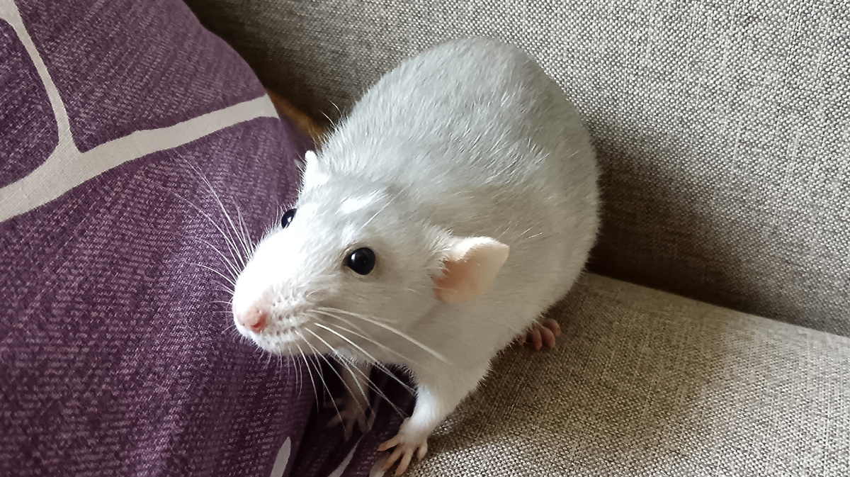 Мой носик любимый ❤️