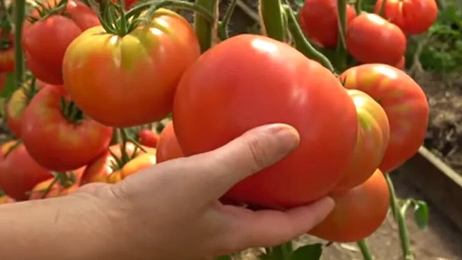 Обычный результат выращивания томатов по моему методу. Плоды стабильно набирают 500 грамм при минимальном уходе