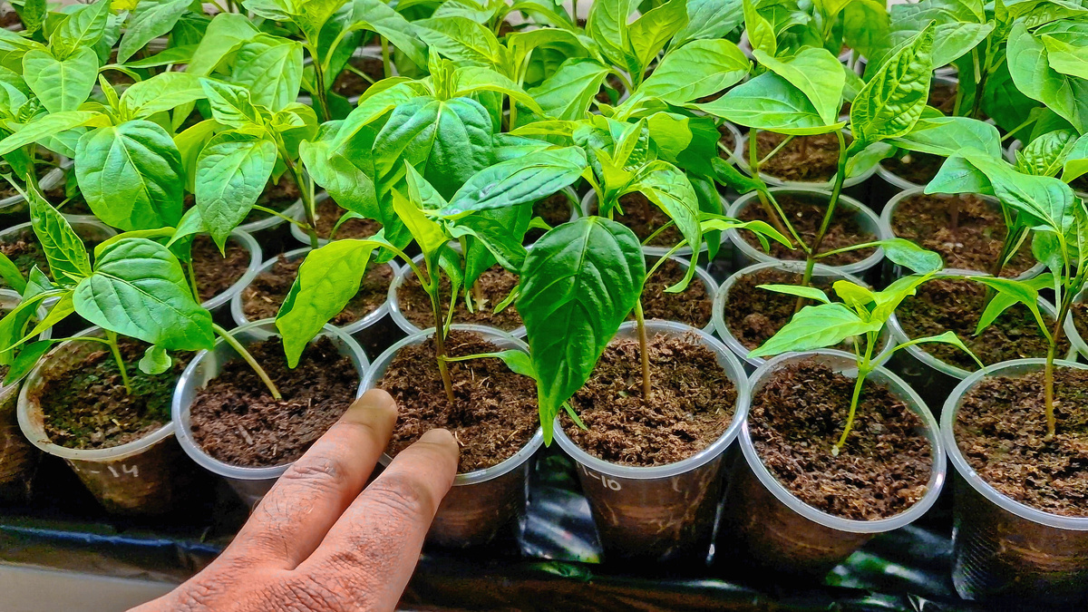 Моя рассада перца полученная за 14 дней