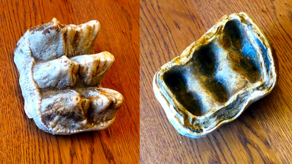 Мастодонты бывали гребнезубые...