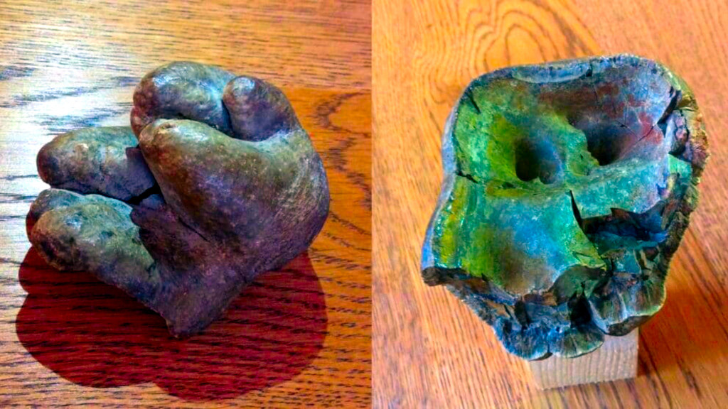 Бывали бугорчатозубые.