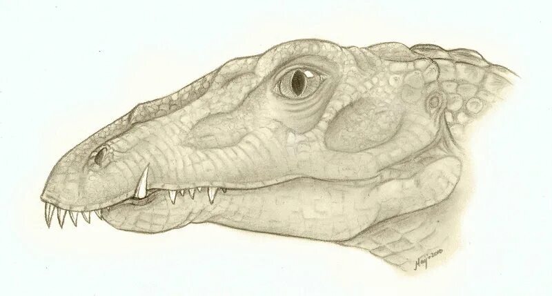 Тасманиозавр.