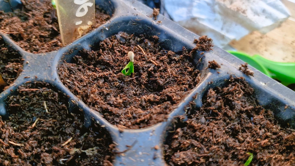 Проростания семенчи перца