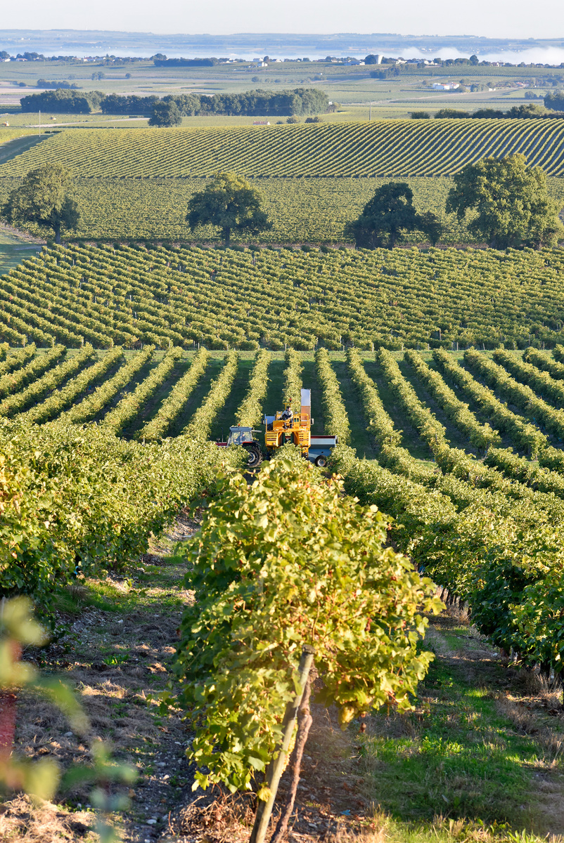 Источник: https://www.cognac-daniel-bouju.com/