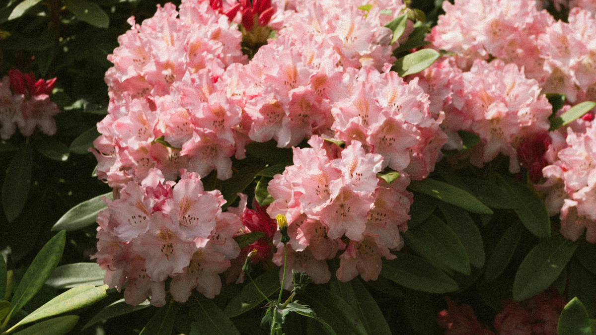 Кустарники, декоративные с весны до осени: рододендрон 