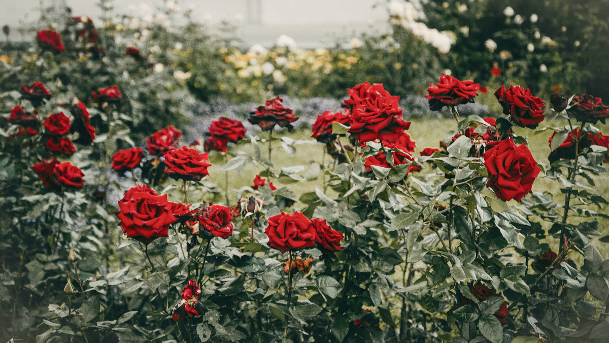 Кустарники, декоративные с весны до осени: розы