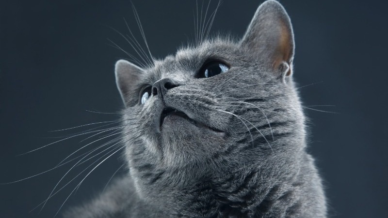 Фото: @photosaint / freepik.com