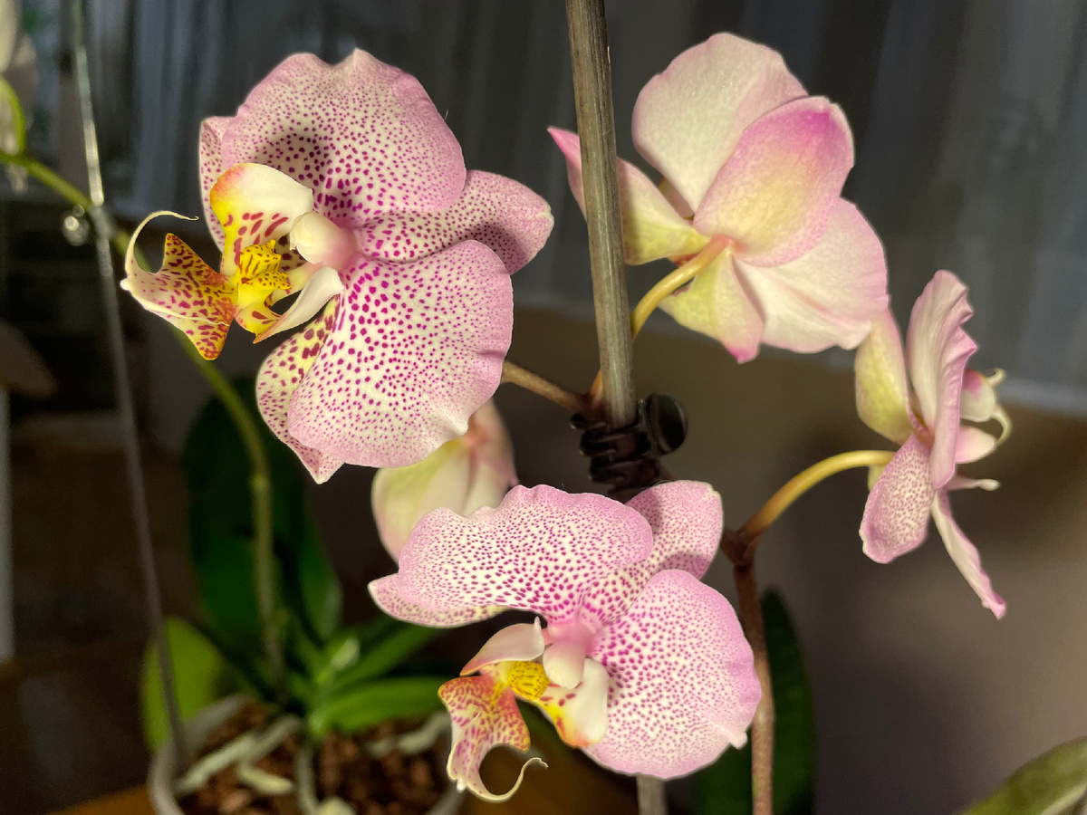 Моя сегодняшняя Манхеттен