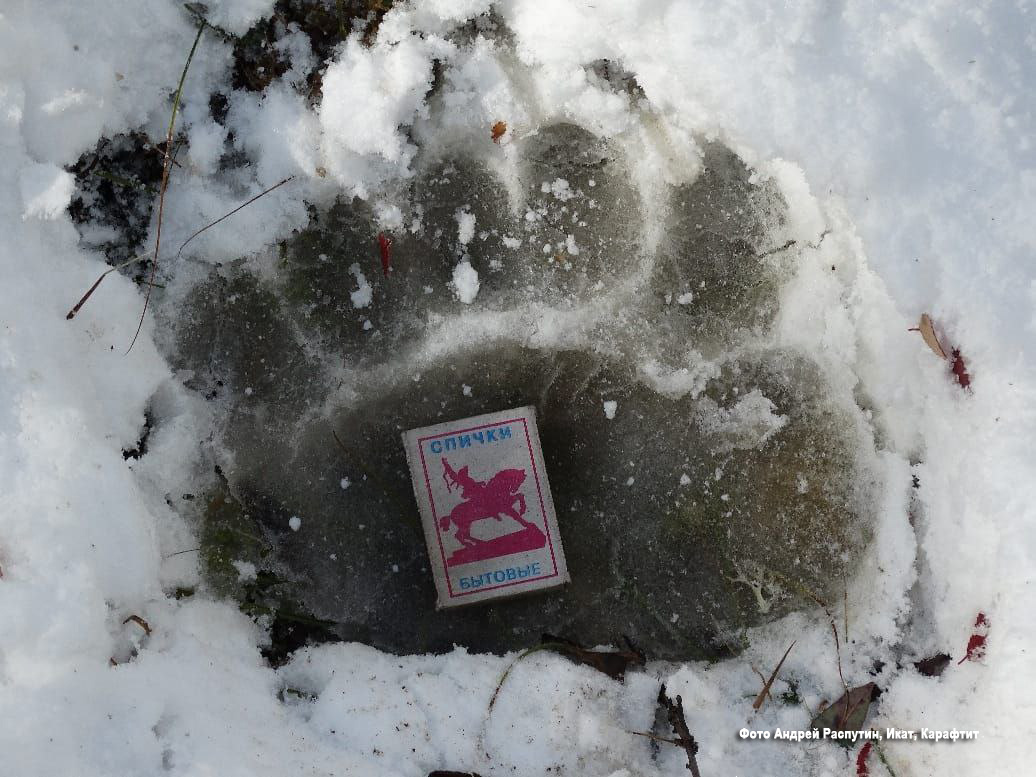 След передней лапы медведя. Размер спичечного коробка 5х3.5 см.