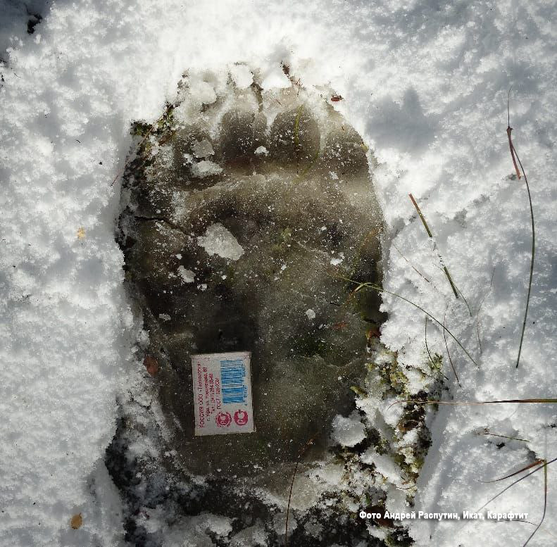 След задней лапы медведя.