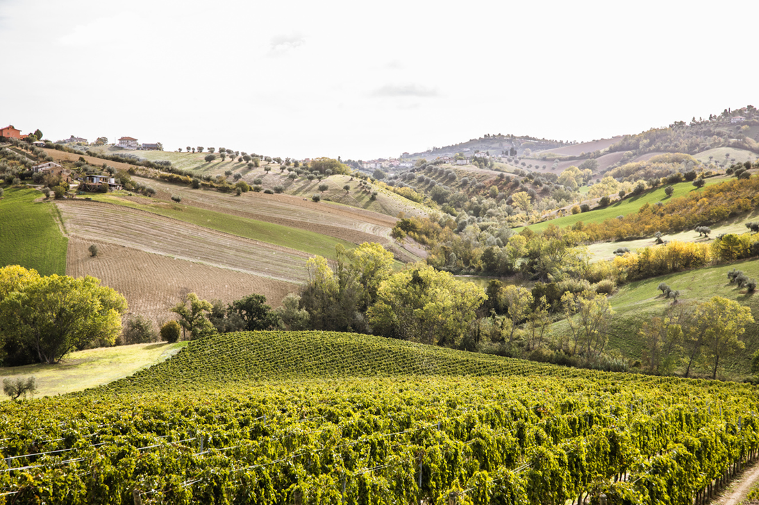 Виноградники Fantini Wines в Абруццо, Италия