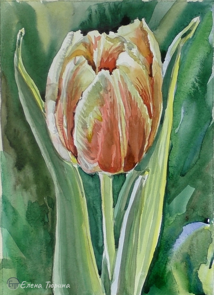 Художник Елена Тюрина. "Тюльпан". Акварель. 2023 г. Размер: 297 х 210 мм