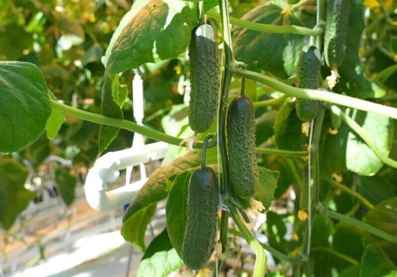 Фото: огурцы тепличного комплекса «Камчатский» / kamgov.ru