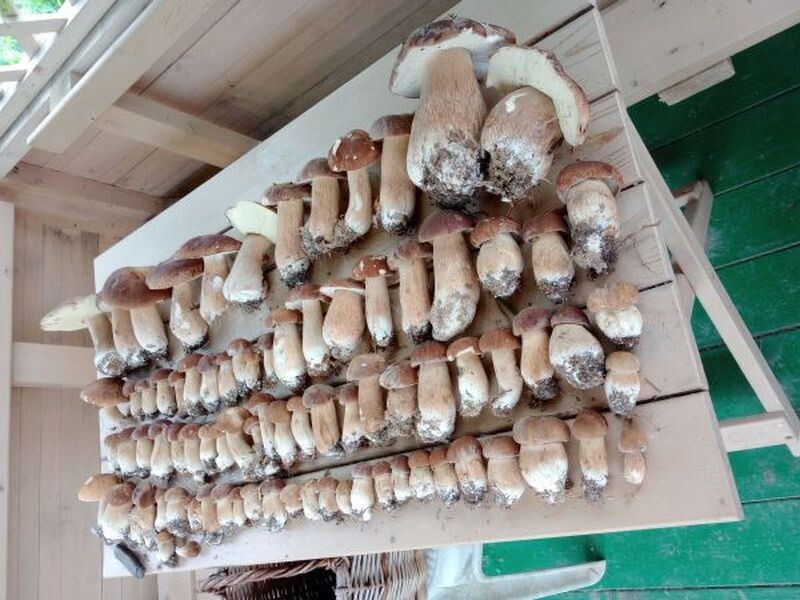 скромный, летний сбор в ОГО...