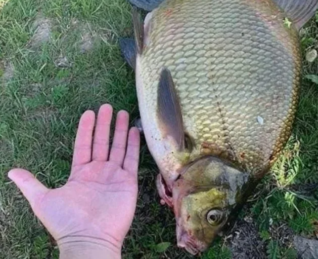 Крупный лещ. Источник фото yaplakal.com