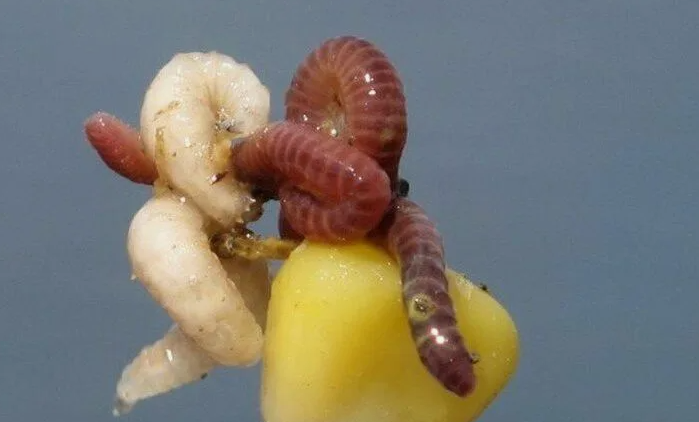 Наживка типа "Бутерброд" Для ловли леща. Источник фото klev26.ru