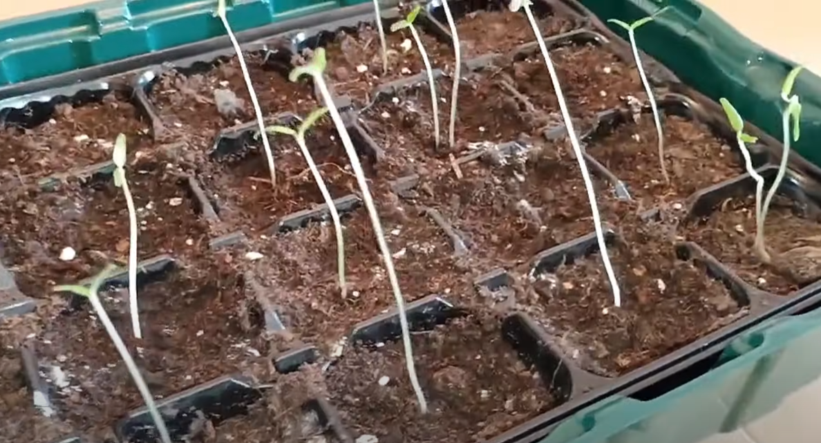 Дача. Сад. Цветы