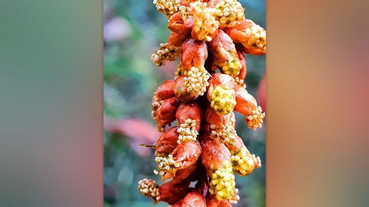    Фото: дендропарк «Южные культуры».