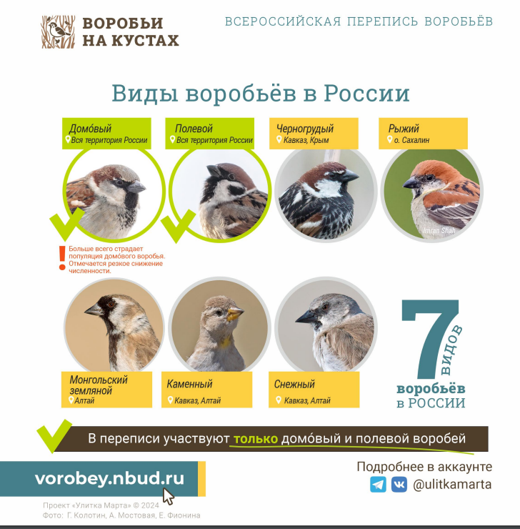 Фрагмент инструкции к акции "Воробьи на кустах", https://vorobey.nbud.ru