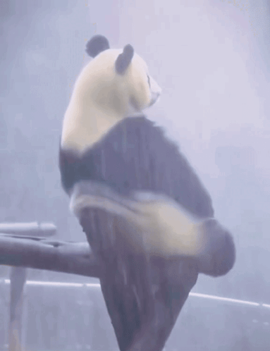    Я каждый раз, когда сюжет — это суровый мужик находит ребёнка и становится ему родителем...