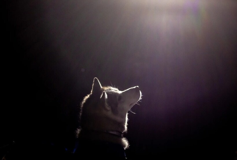    15 фото о том, как прошла самая сложная гонка на собачьих упряжках