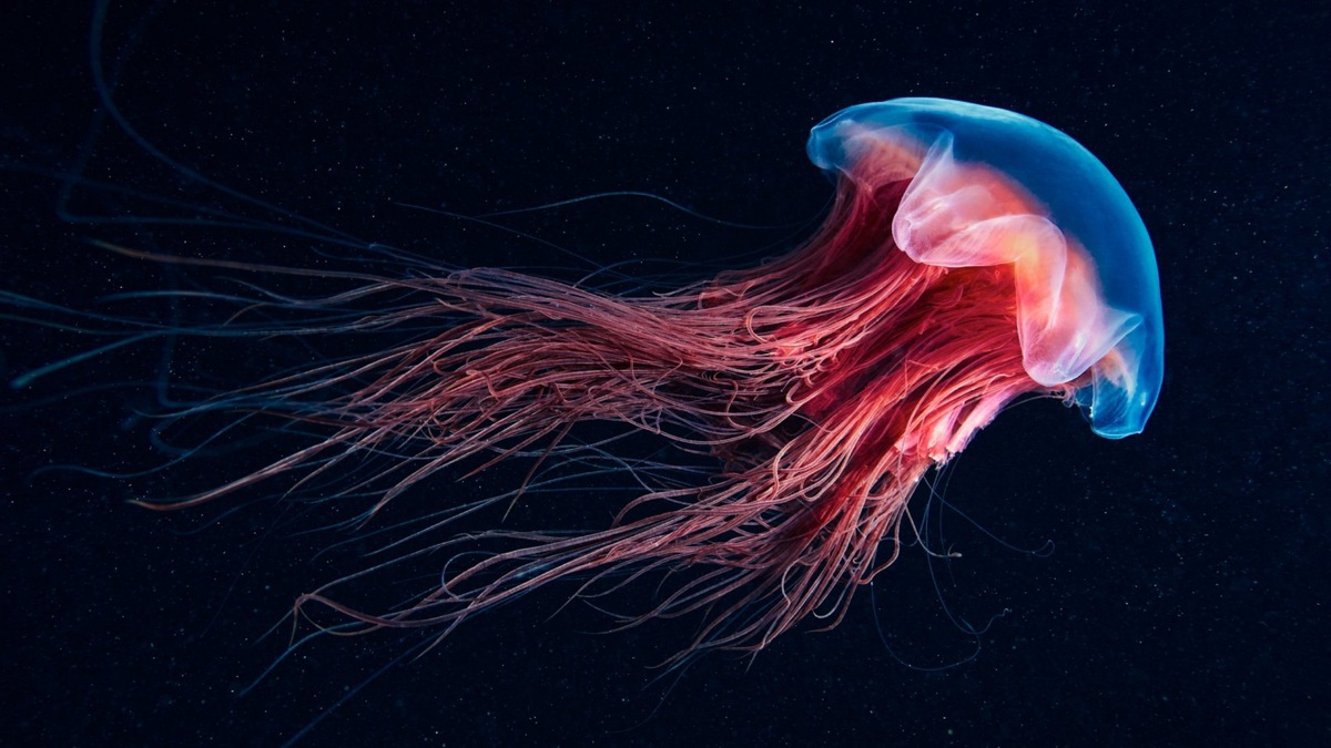 Медуза "Львиная грива"