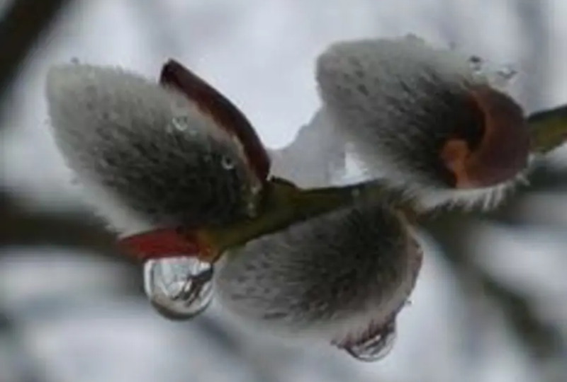 Веснааааа!!!