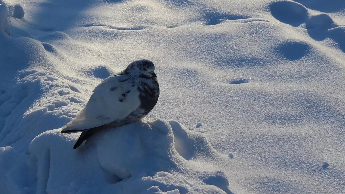     Источник: 1MI