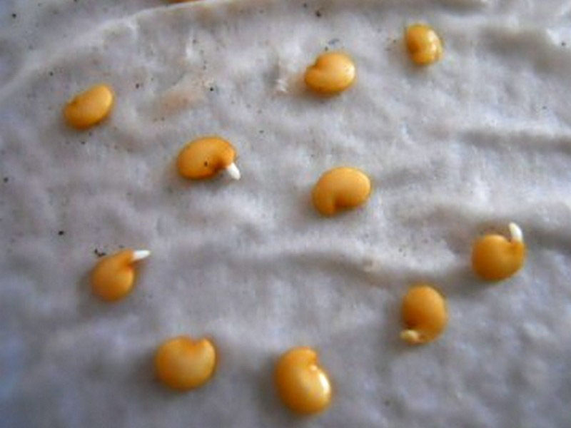 Пробуждение семян —  приятная картина для любого огородника