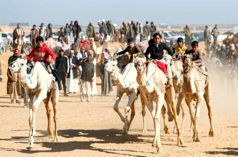 Из открытх источников. Верблюжьи бега в Египте.