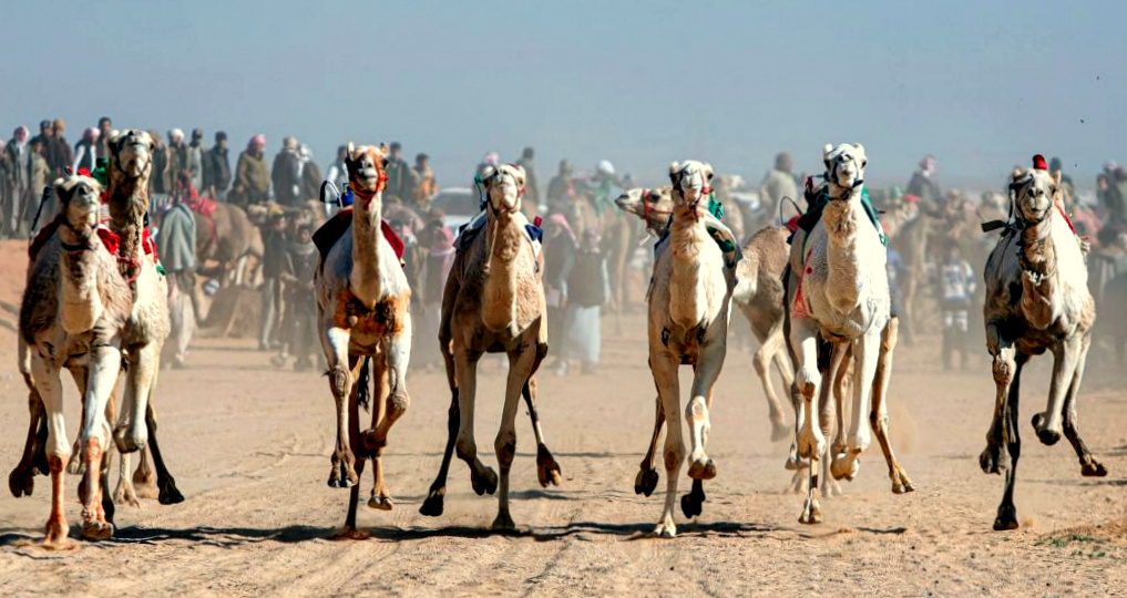 Из открытх источников. Верблюжьи бега в Египте.