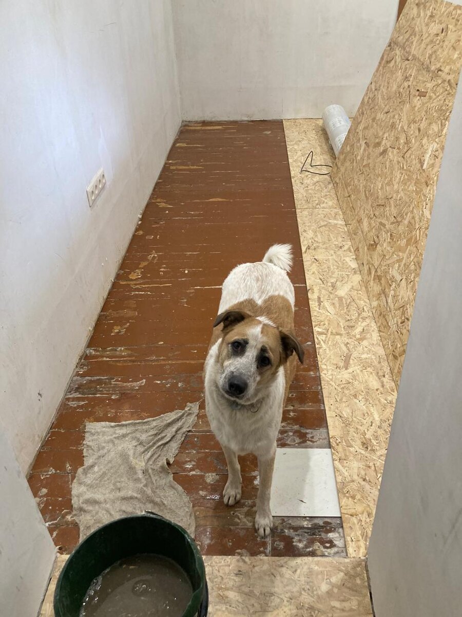 А как без Антохи? 