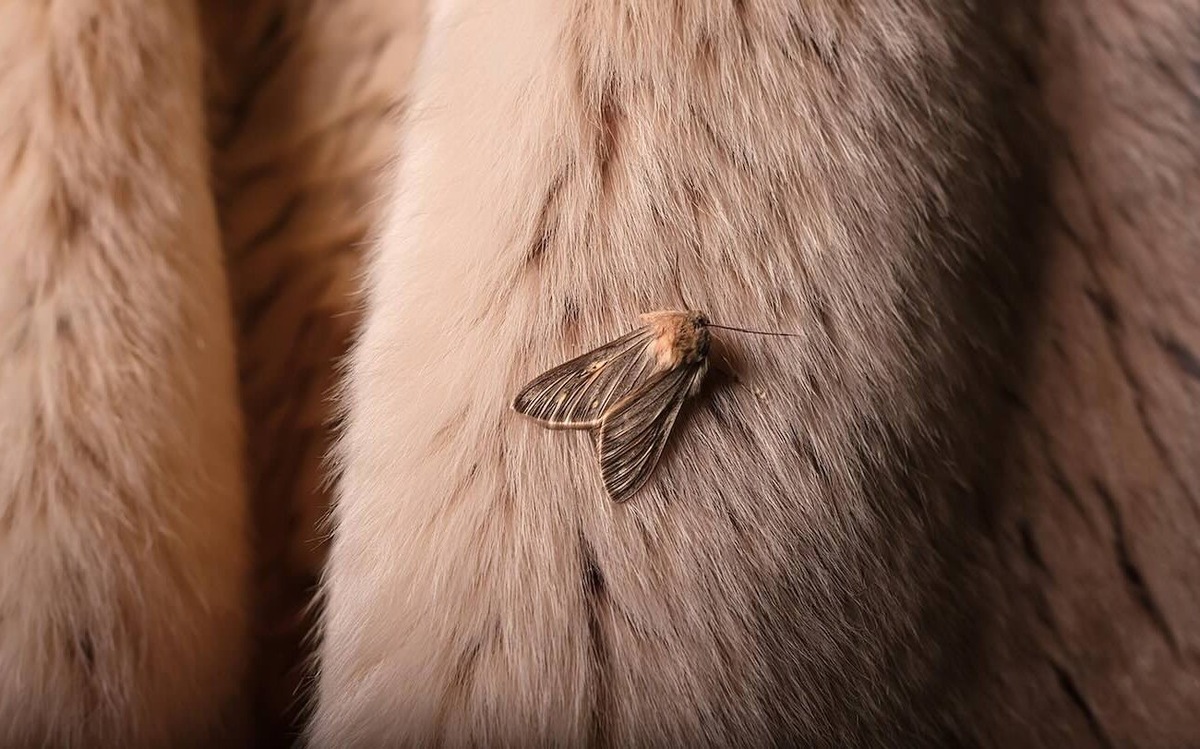 Моль навсегда пропадет с вашего дома: запомните 3 запаха, которых боится вредитель / Фото: Pogovorim.by
