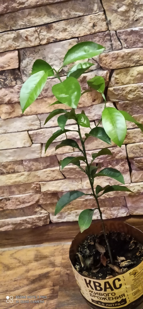 Фото автора, вот выросло то, чего не сажала, даже не знаю, что это но думаю, что-то  это из цитрусовых. Я его зову Квас.