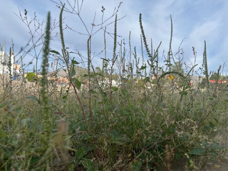    Оренбургский Росреестр опроверг слухи об изъятии с 1 марта неиспользуемых участков Алла Черкесатова